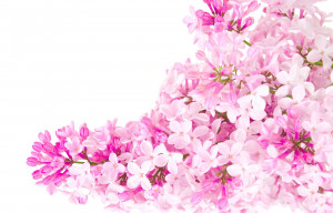 Pink (Color) Pink flowers