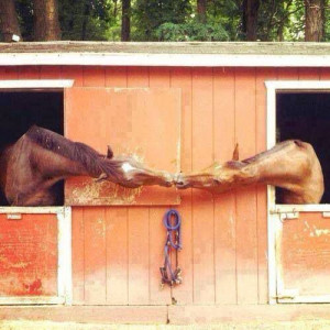 Funny Meme – [A stable relationship]
