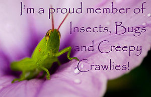 4021427-1-insects-bugs-and-creepy-crawlies-banner.jpg