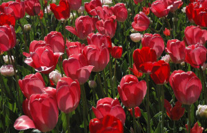 Every survivor has a story