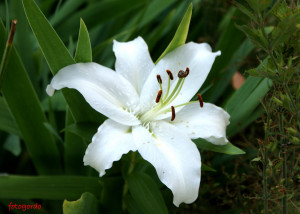Consider the lilies of the field, how they grow; they neither toil nor ...