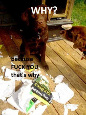 Funny photos funny dog book training