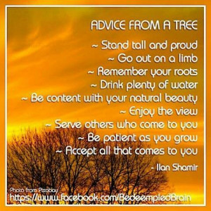 Good advice... from a tree.