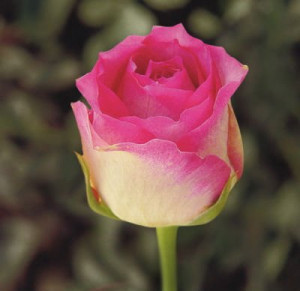 Roses For You - Ecuador (Roses from Ecuador) (Ecuadorian Roses))