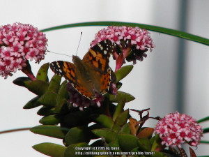 Gardening for Butterflies, Birds and Bees forum : Nectar plants for ...