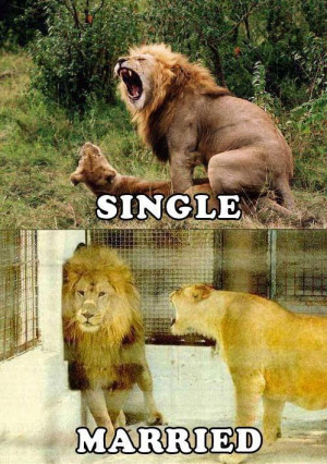 Single Versus Married Lions