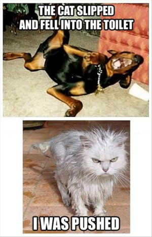 funny dogs and cats