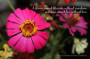 ... without Sunshine and Man Cannot Live without Love ~ Flowers Quote