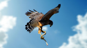 Chicken Hawk Bird Flying Up on birds which come to