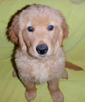 Golden Retriever Lab Mix