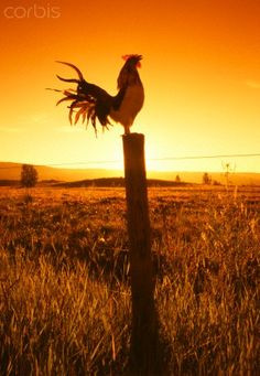 No one says Good Morning like a farm rooster! More