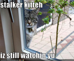 funny pictures stalker cat is watching you