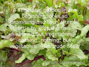 few thoughts about vegetables!