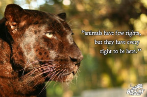 Wild Animal, Big Cats, Life, Big Cat Rescue, Animal Quotes, Animal ...
