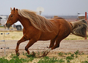Sherry Cervi And Dinero 114282b.jpg