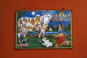 of Indian holy cow Kamdhenu is pictured outside a goushala or a cow ...