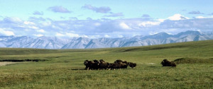 Arctic National Wildlife Refuge