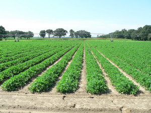 Details of crops, irrigated acres, water sources,