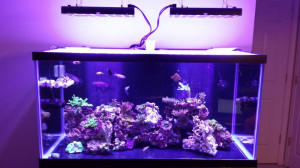 Thread: My OceanRevive Arctic S026 Review