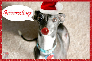 Greetings-pet-holiday-card-funny-pet-card-funny-pet-cards.jpg