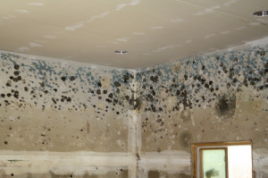 Who Is Responsible When Your Rental House Has Mold?