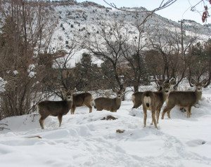 We heard the lilacs needed pruning!