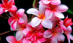Tropical Flowers Image