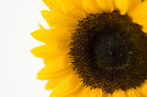 Quote of the Day: Sunflower