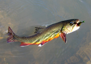 Driftless Area Brook Trout Pictures | The Chicago Trout Bum