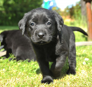 years ago For Sale Dogs Labrador Retriever Rugby