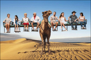 home funny camel funny camel animal pictures pics and animal ...