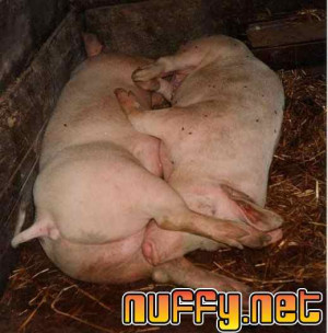 69 sex pose by animals two pigs in 69 sex pose funny picture