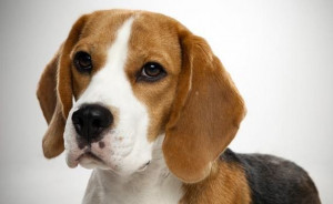 beagle dog insurance