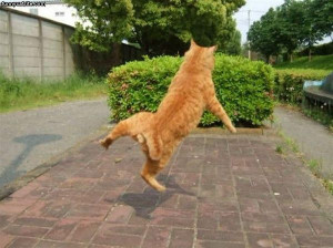 Karate Cats Funny...