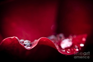 Dew Drops Rose Petal Wallpaper