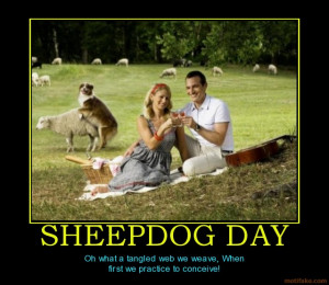 Sheepdog Day What Tangled Web...
