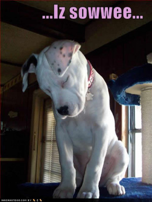 Written by Yvonne at 8:18 PM 2Barks