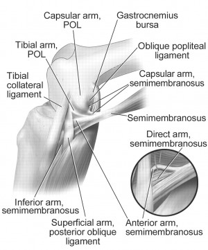 Posterior Oblique Ligament Knee