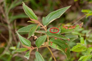 masajistas caracas hombres