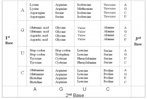 Go Back Pix For Amino Acid Codon Circle