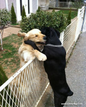 Best friends dog hug