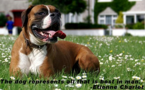 quotes-about-dogs-on-photo