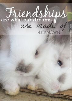 ... Sweet Binks Rabbit Rescue in Rhode Island! Such cute bunny friends