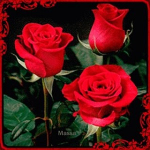 Red Roses.....love them