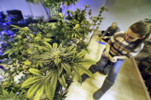 Marijuana Overdoses Kill 37 in Colorado On First Day of Legalization ...
