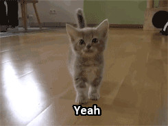 cats cat gifs WHAT IS MY LIFE? I'm so tired and bored