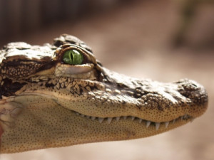 smiling-crocodile.jpg