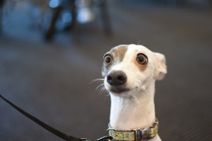 Surprised Dog Face Gallery for surprised dog