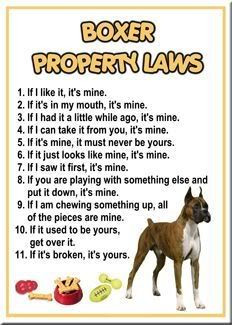 ... Sayings, Boxer Sayings, Funny Boxer Dogs, Boxer Dogs Quotes, Boxer Dog