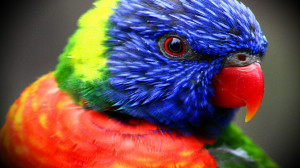 Get the latest Colorful Parrot HD Wallpaper news, pictures and videos ...
